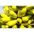 thumbnail image 2 of 5 RED TIGER BANANA Hardy Musa Sikkimensis Bengal Flowering Darjeeling Sikkim Fruit Tree Seeds, 2 of 5