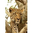 thumbnail image 2 of Leopard Tree Wall Mural Decal Sticker, Wallmonkeys Peel & Stick Vinyl Graphic (48 in H x 32 in W), 2 of 4
