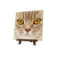 thumbnail image 1 of Pintoo - P1177 - Gros Plan de Chat - Puzzle en Plastique Mini 256 Pcs, 1 of 5