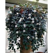 Codonanthe-Assorted-Charming trailing plant  4.5" Hanging Basket