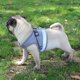 thumbnail image 5 of Arnés para perros Arnés para mascotas sin tirón Arnés para perros con aire incorporado, arn Abanopi tirando de la cuerda, 5 of 7