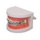 thumbnail image 4 of Modelo de dientes, modelo de dientes tipodonto dental Modelo de dientes de demostración Modelo de enseñanza dental Diseño fácil de usar, 4 of 12