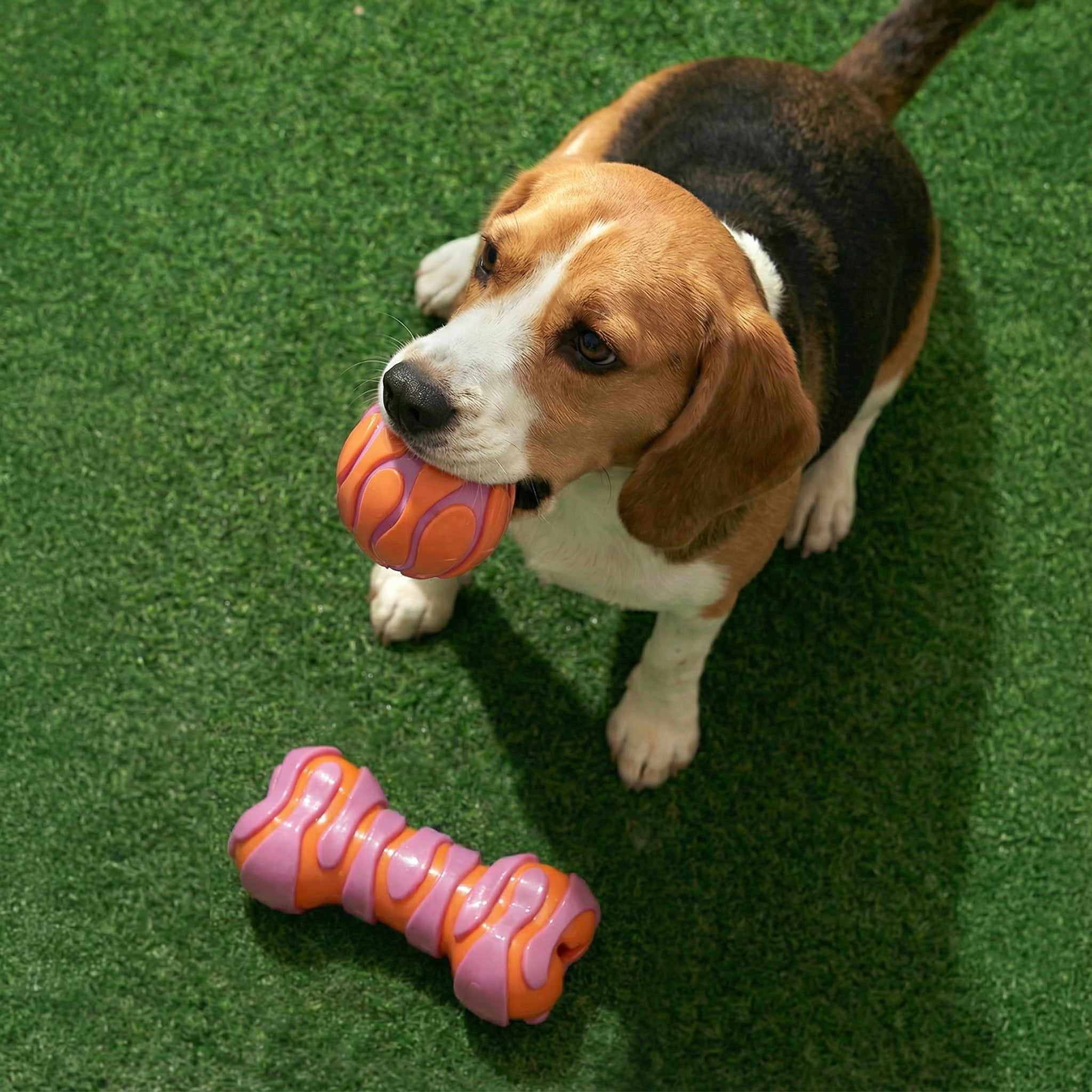 Oodles Durable TPR Rubber Textured Dog Toy 2-Piece Set, Pink Ball and Bone Treater, One Size