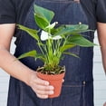 thumbnail image 2 of Anthurium White Live Plant for Indoor | Different Houseplants in 4'' & 6'' Pot | Real House Plant for Living Room, Office, Desk & Bathroom | Flamingo Flower | Tailflower, 2 of 6
