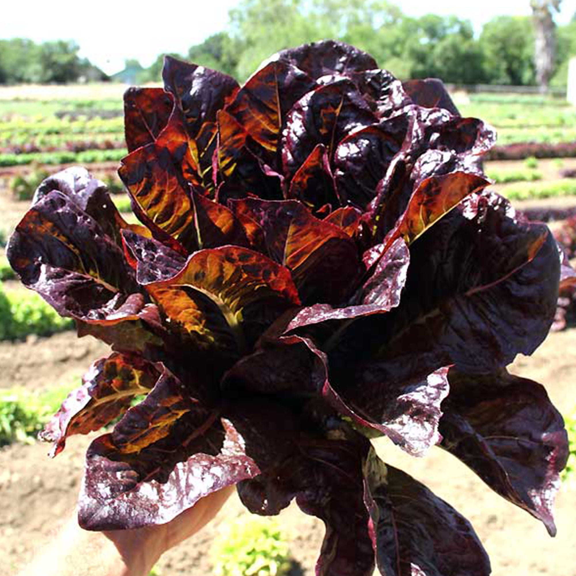 Red Romaine Lettuce 1 OZ 25,000 Seeds Heirloom, Open