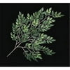 Autograph Foliages PR-552 33 in. Fire Retardant Nitida Ficus Branch