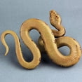 thumbnail image 3 of Figura de serpiente de goma de juguete realista para accesorios de broma de Halloween, adorno de cobra de cola de cascabel de pitón (1 unidad), 3 of 5