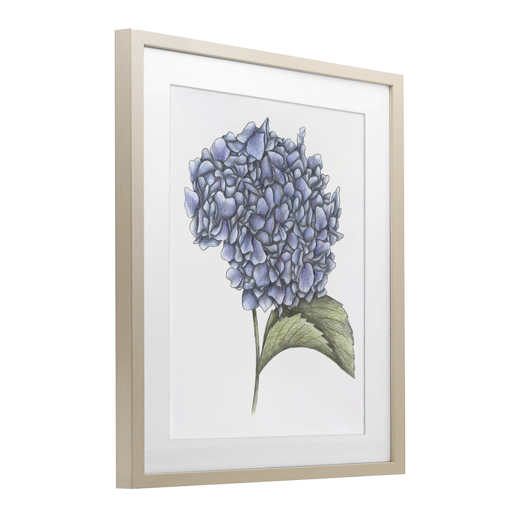 Hydrangea Sketch Blossom Birch Framed Print Under Glass, design by Cecilia Battaini
