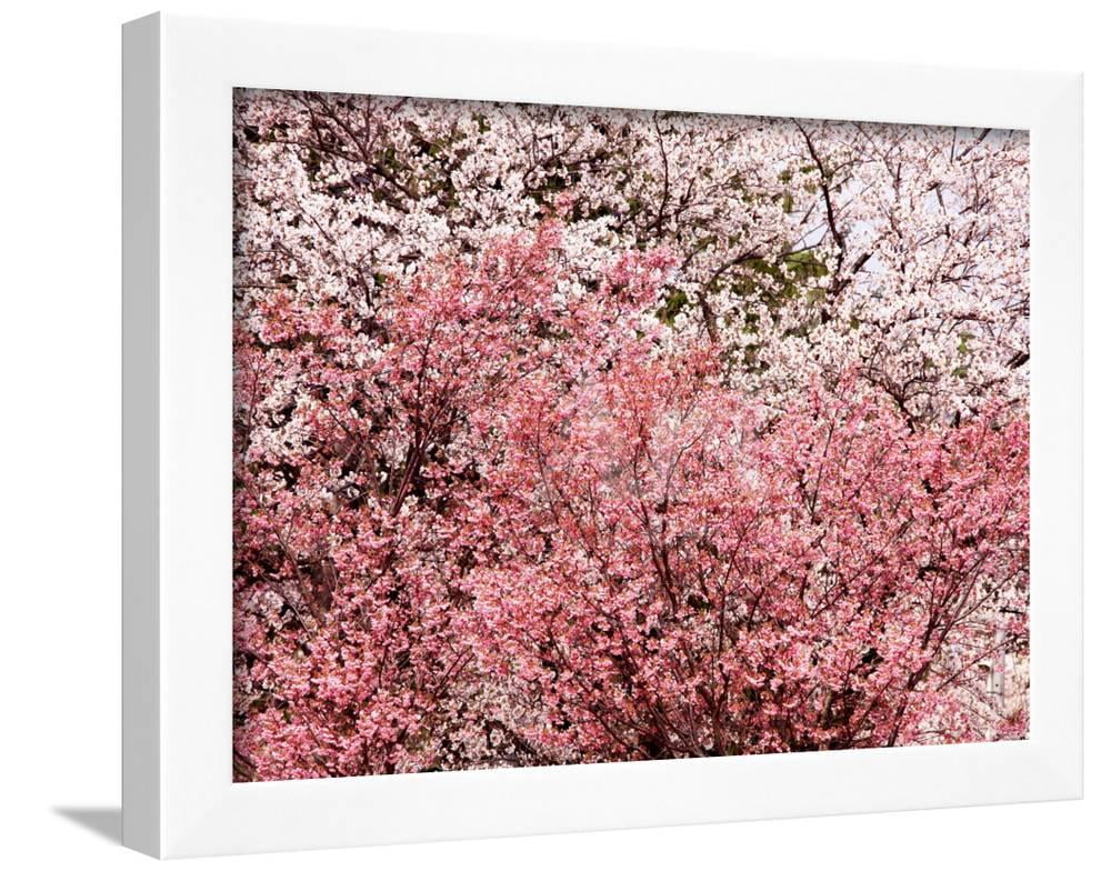 Cherry Blossoms, Framed Art Print Wall Art Sold by