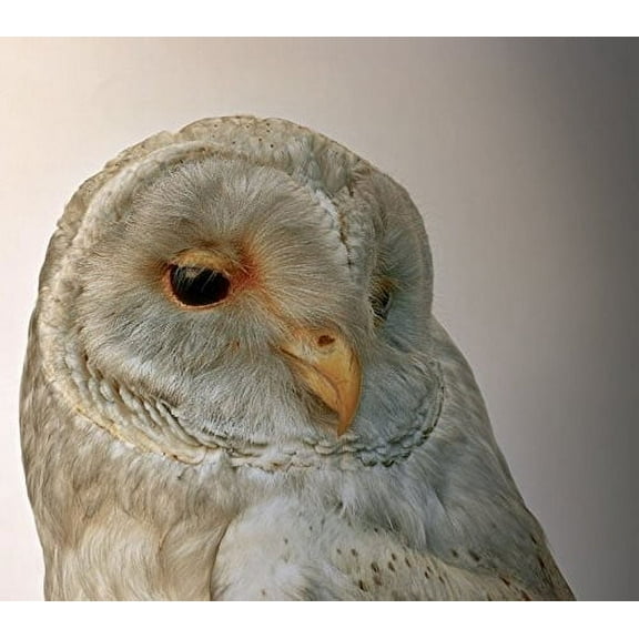 Aidan O'Rourke - 365 Vol 1 - CD