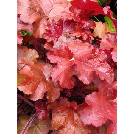 RedCrocus Red Sea Coral Bells Heuchera x 'Red Sea' Plume, Shade Garden Perennial, Vibrant Red Foliage, Container, Border Plant, Deer & Pet Resistant 1 Gallon (Pack of 10)