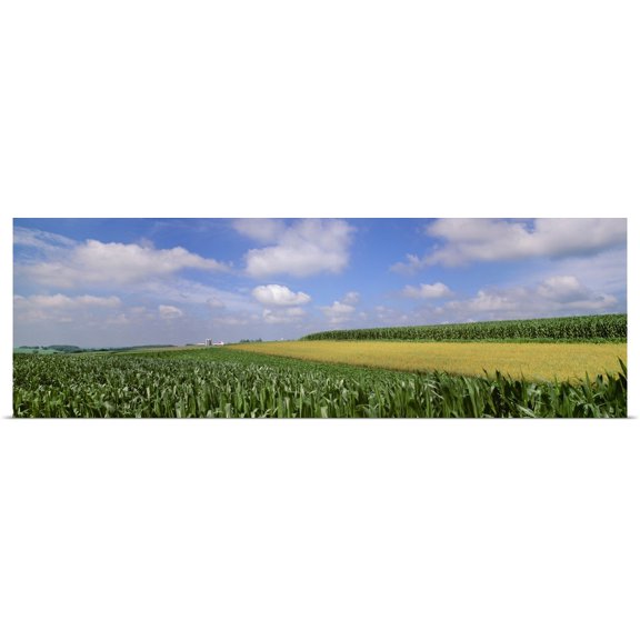 Great BIG Canvas | "Mixed fields of mid growth grain corn, soybeans and maturing oats with farmsteads" Art Print - 60x20