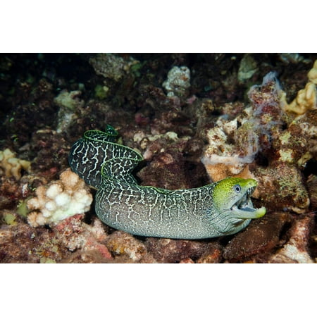 Undulated moray eel swimming over the reef at night Hawaii Poster Print by VWPicsStocktrek