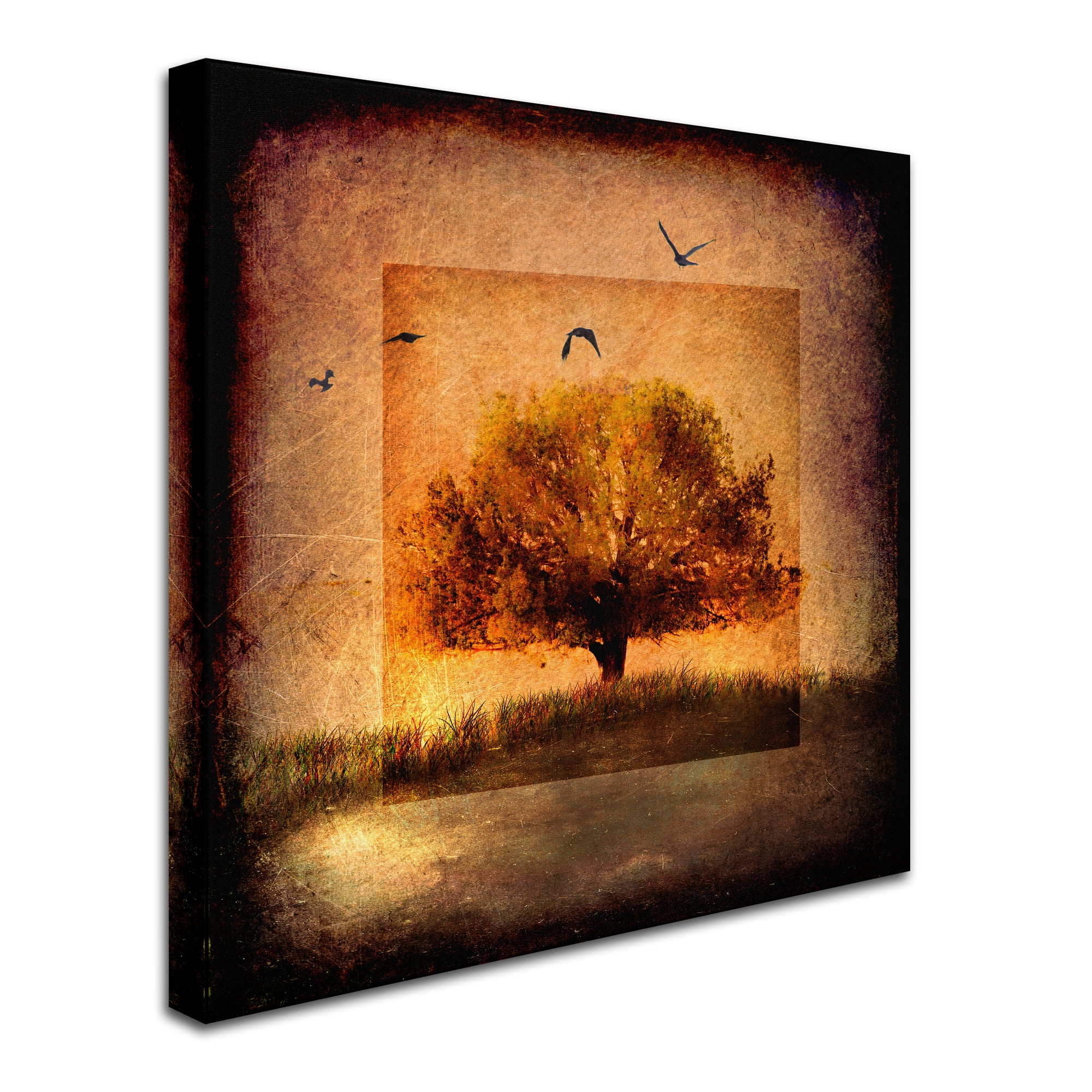 Trademark Fine Art 'For the Love of Trees III' Canvas Art by LightBoxJournal