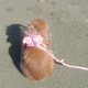 thumbnail image 4 of Arnés ángulo Zulema para perros mascota de nailon Talla L Color rosa, 4 of 4