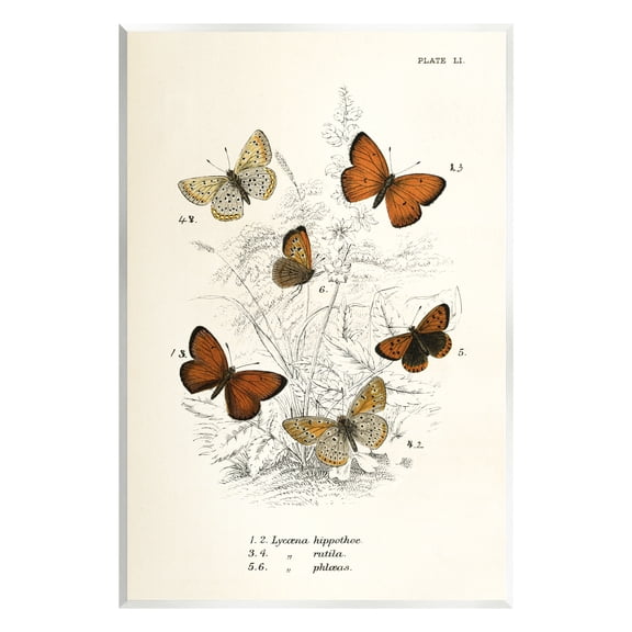 Stupell Industries Vintage Butterfly Studies Animals & Insects Painting Unframed Art Print Wall Art, 10 x 15