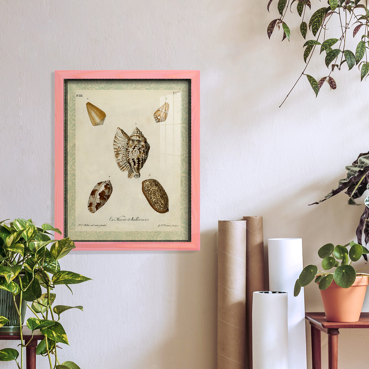 Bookplate Shells II - Framed Print w/glass - Sunset Pink
