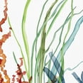 thumbnail image 3 of Masterpiece Art Gallery Ocean Magic I Marine Botanical by Carol Robinson Canvas Art Print, 3 of 4