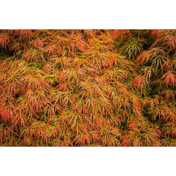 10 WEEPING LACELEAF MAPLE Japanese Acer Palmatum Dissectum Green Yellow Red Tree Seeds