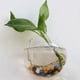 thumbnail image 1 of pstuiky Jarrón colgante de pared semicircular de vidrio transparente para hidroponía, manualidades y decoración del hogar., 1 of 1