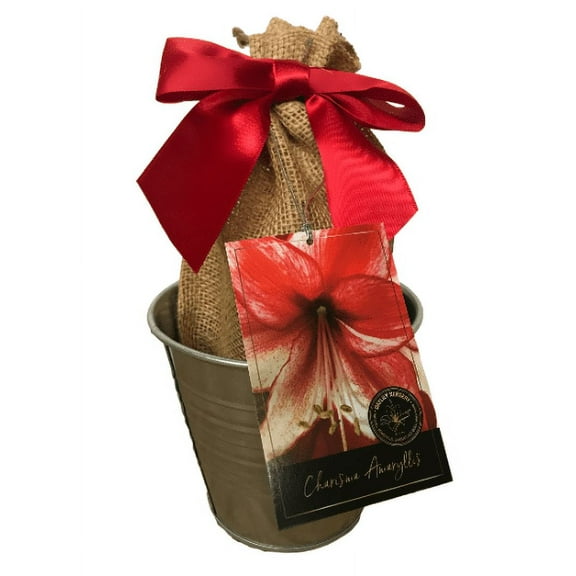 Amaryllis Holiday Gift Growing Kit, Includes a Brushed Gold Tin Pot, Big Charisma Bulb, and Professional Growing Medium