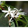 thumbnail image 4 of Arabica Coffee Bean Plant - 4" Pot - Grow & Brew Your Own Coffee Beans, 4 of 4