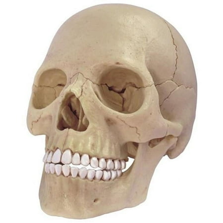 4d master 26086 human anatomy exploded skull model 3d puzzle, one color