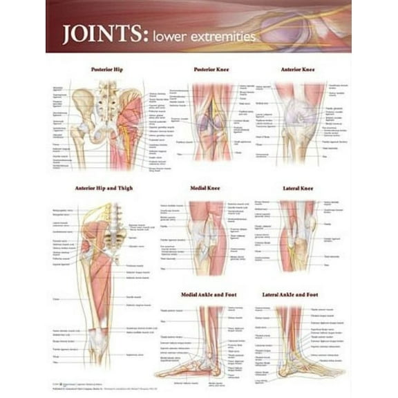 Joints of the Lower Extremities Anatomical Chart (Other)
