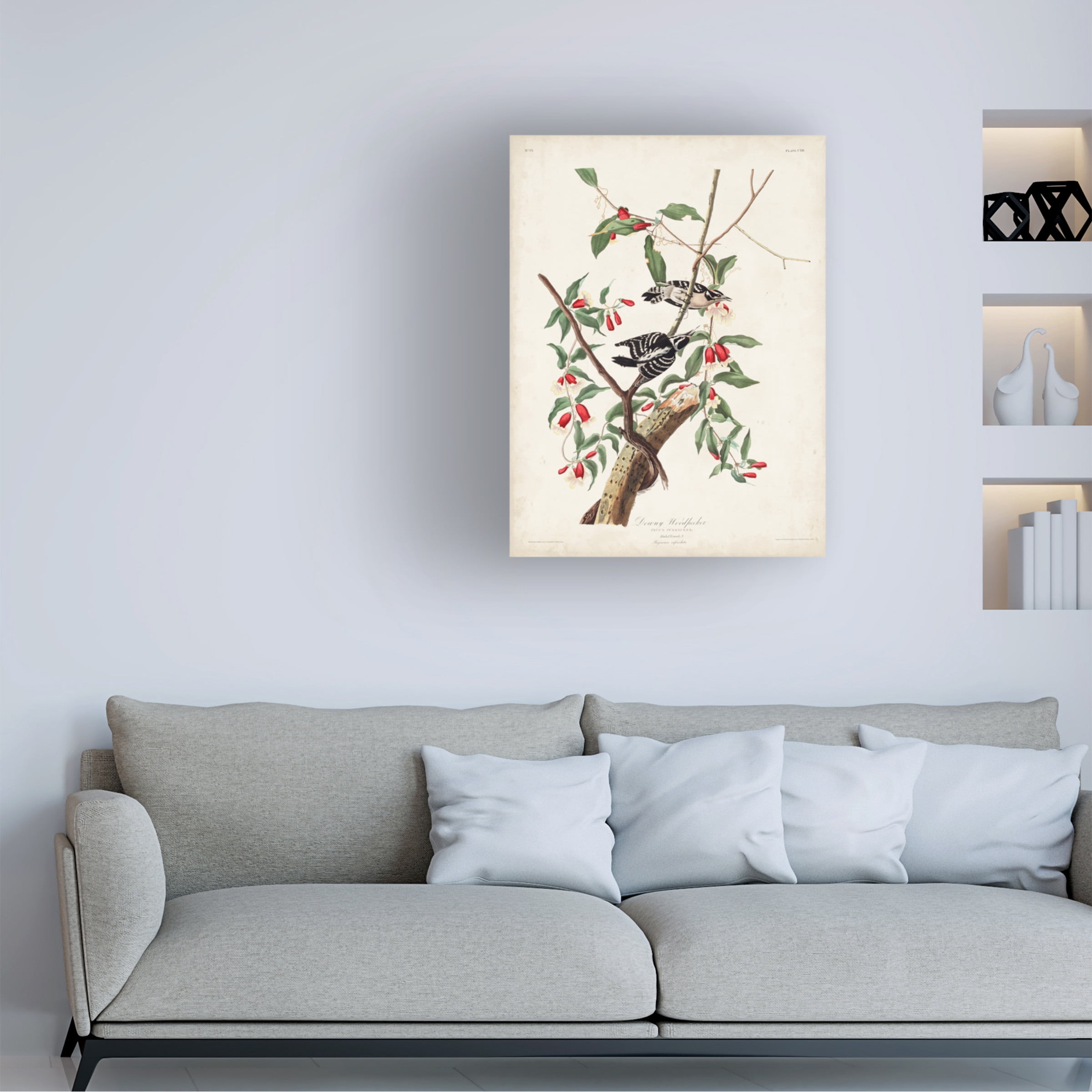 John James Audubon 'Downy Woodpecker' Canvas Art