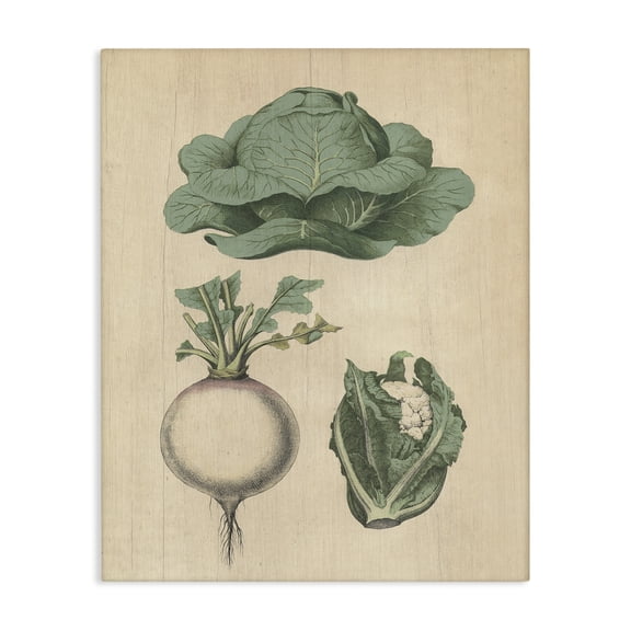 Stupell Industries Vintage Garden Vegetables Food & Beverage Painting Wrapped Canvas Art Print Wall Art, 16 x 20