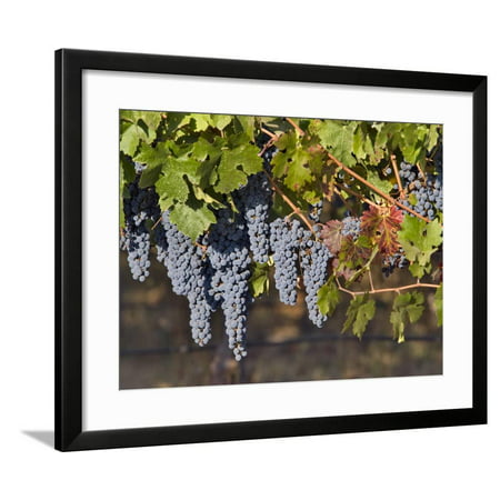 Close Up of Cabernet Sauvignon Grapes, Haras De Pirque Winery, Pirque, Maipo Valley, Chile Framed Print Wall Art By Janis