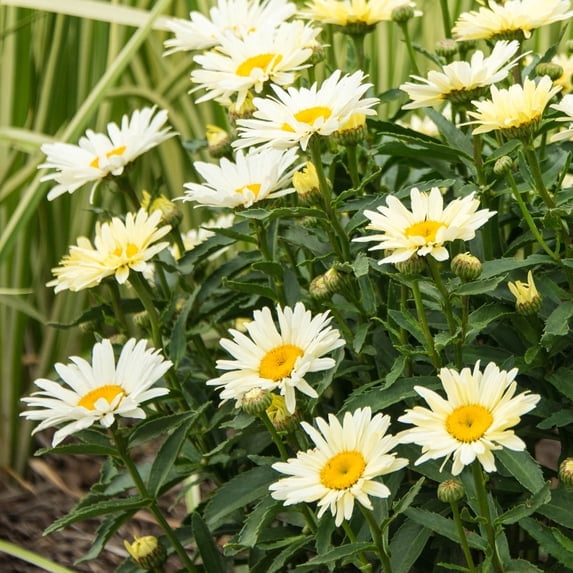 Direct Gardening Ice Cream Dream Shasta Daisy Potted White Flowering Perennial Starter Plant Grown in a 4 Inch Pot, 1 Per Offer