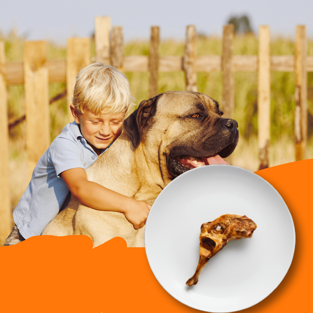 Tender Touch Butcher Cut Beef Ischium Bone, A Premium Dog Chew for Large Breeds to Reduce Boredom, All Natural & Slow Roasted, 1 Count
