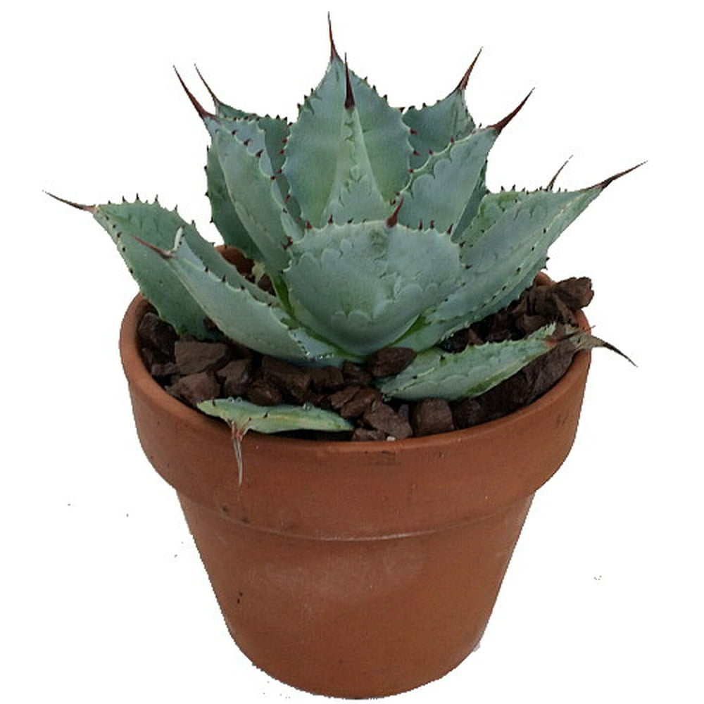 Tequila Blue Agave Cactus 5" Pot Easy to Grow