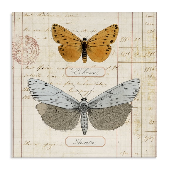 Stupell Industries Eclectic Vintage Butterfly Specimen Canvas Art, 17 x 17, by Susan Arnot