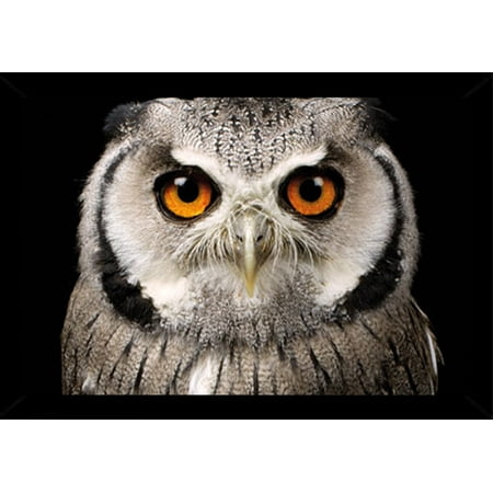 UPC: 0650470557247 | Owl Face Poster in a Black Wood Frame 36 x 24