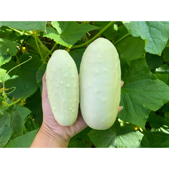 50 Seeds WHITE WONDER CUCUMBER Fruit Cucumis Sativus Seeds