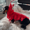 thumbnail image 5 of Crayfish Pet Costume Cat Hat Dog Clothes Autumn Winter Outfit Halloween YingMart Cosplay (LobsterCostume, M), 5 of 9