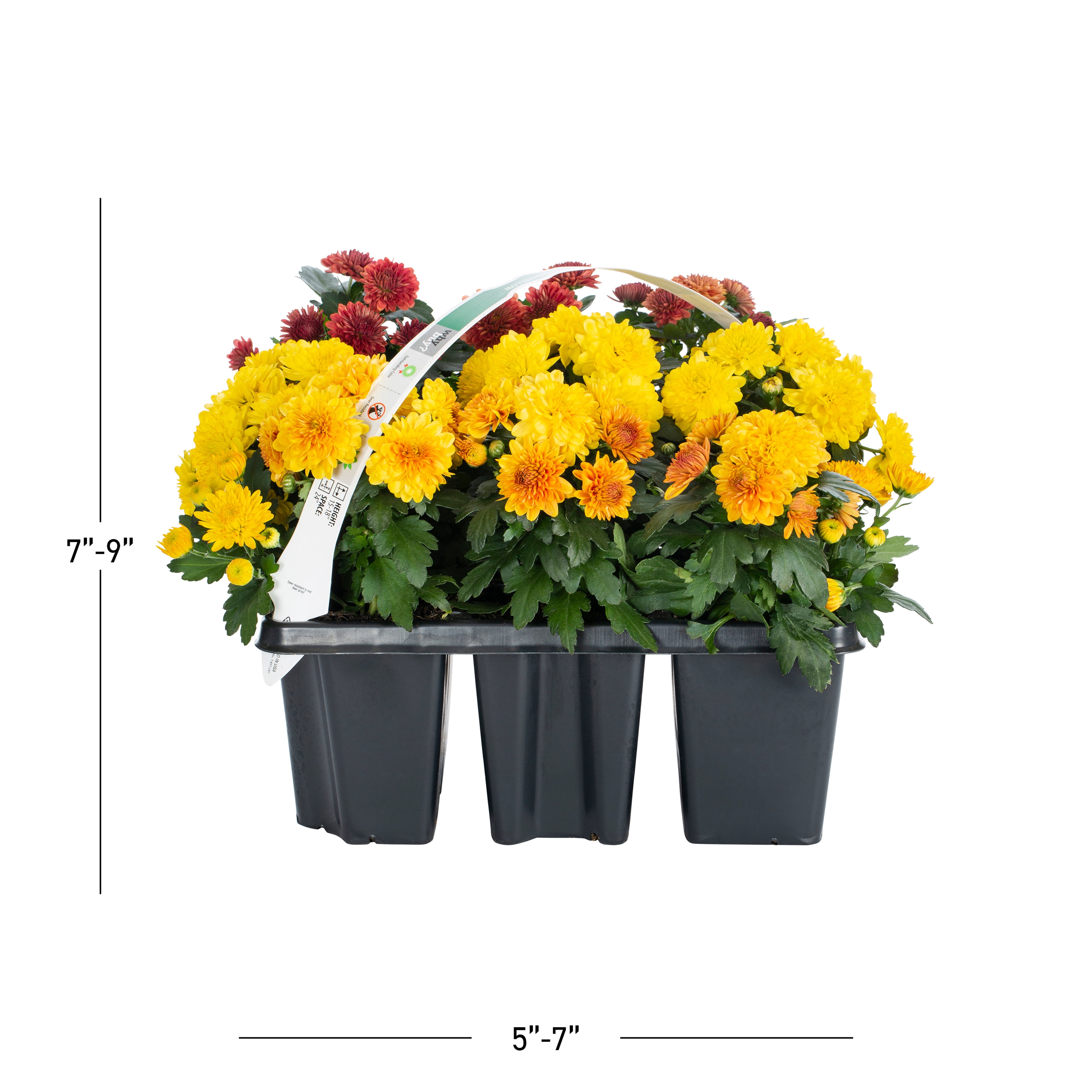 Expert Gardener 8 in Garden Mum Live Plants, Orange Red Yellow, Grower Pots, 9 Count