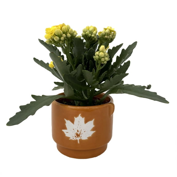 Warm Cider Autumn Leaves Ceramic Planter with Calandiva Succulent Plant -3" Pot