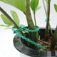thumbnail image 2 of Lazos para plantas de 17 cm ajustables 100 piezas, lazos para plantas reutilizables, lazos rápidos de plástico para soporte de plantas, 2 of 8