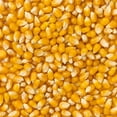 thumbnail image 6 of Amish Country Popcorn | 2 lb Bag | Mushroom Popcorn Kernels | Old Fashioned, Non-GMO and Gluten Free (Mushroom - 2 lb Bag), 6 of 8
