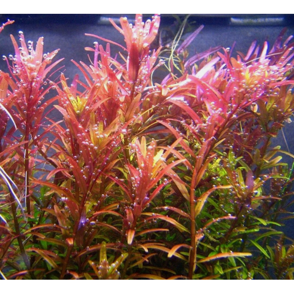 Rotala Rotundifolia RED Live Aquarium Plant Aquatic Plant