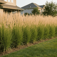 thumbnail image 3 of 50 Perennial Calamagrostis Karl Foerster Feather Reed Ornamental Grass - Privacy Border - Deer Rabbit Resistant - Zone 4-9, 3 of 5