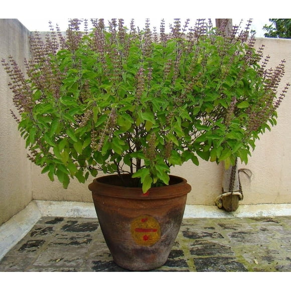 HJADGG Seeds Indoor Ornamental Basil Tulsi Tree for Planting Non GMO