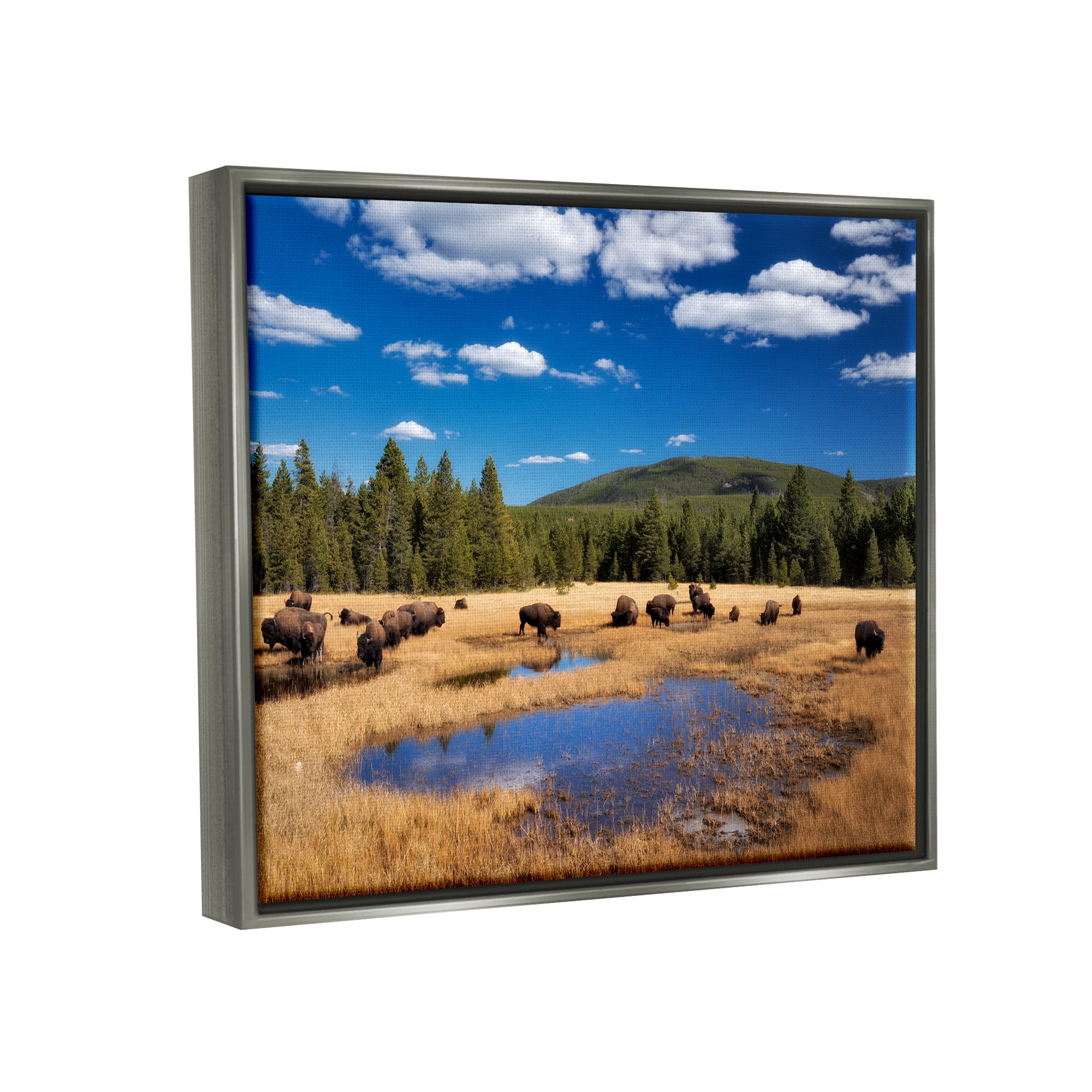 Stupell Industries Bison Grazing Clear Sky Pasture Landscape Photography Gray Floater Framed Art Print Wall Art