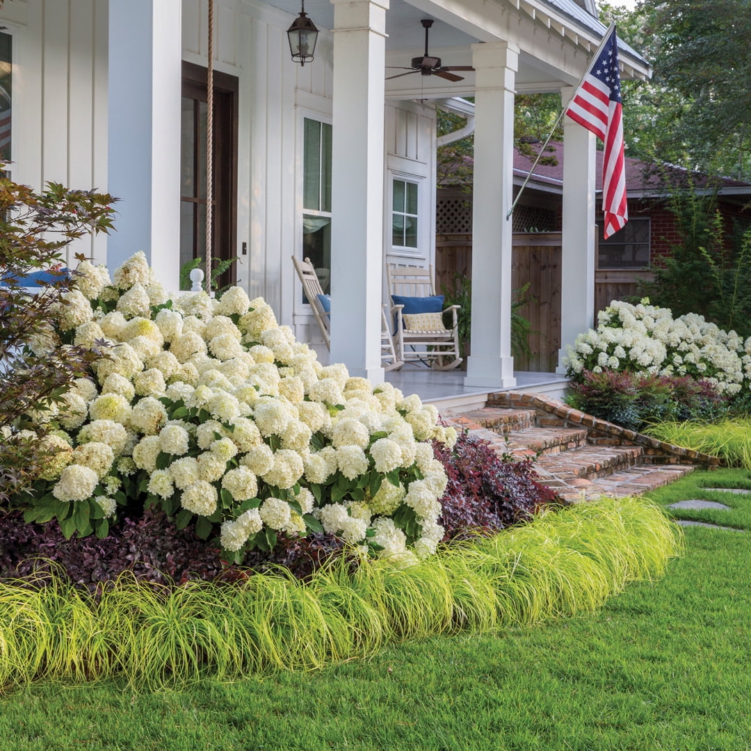 Southern Living White Wedding Paniculata Hydrangea Live Shrub in 2-Gallon Grower Pot