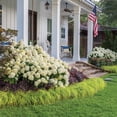 thumbnail image 6 of Southern Living White Wedding Paniculata Hydrangea Live Shrub in 2-Gallon Grower Pot, 6 of 10