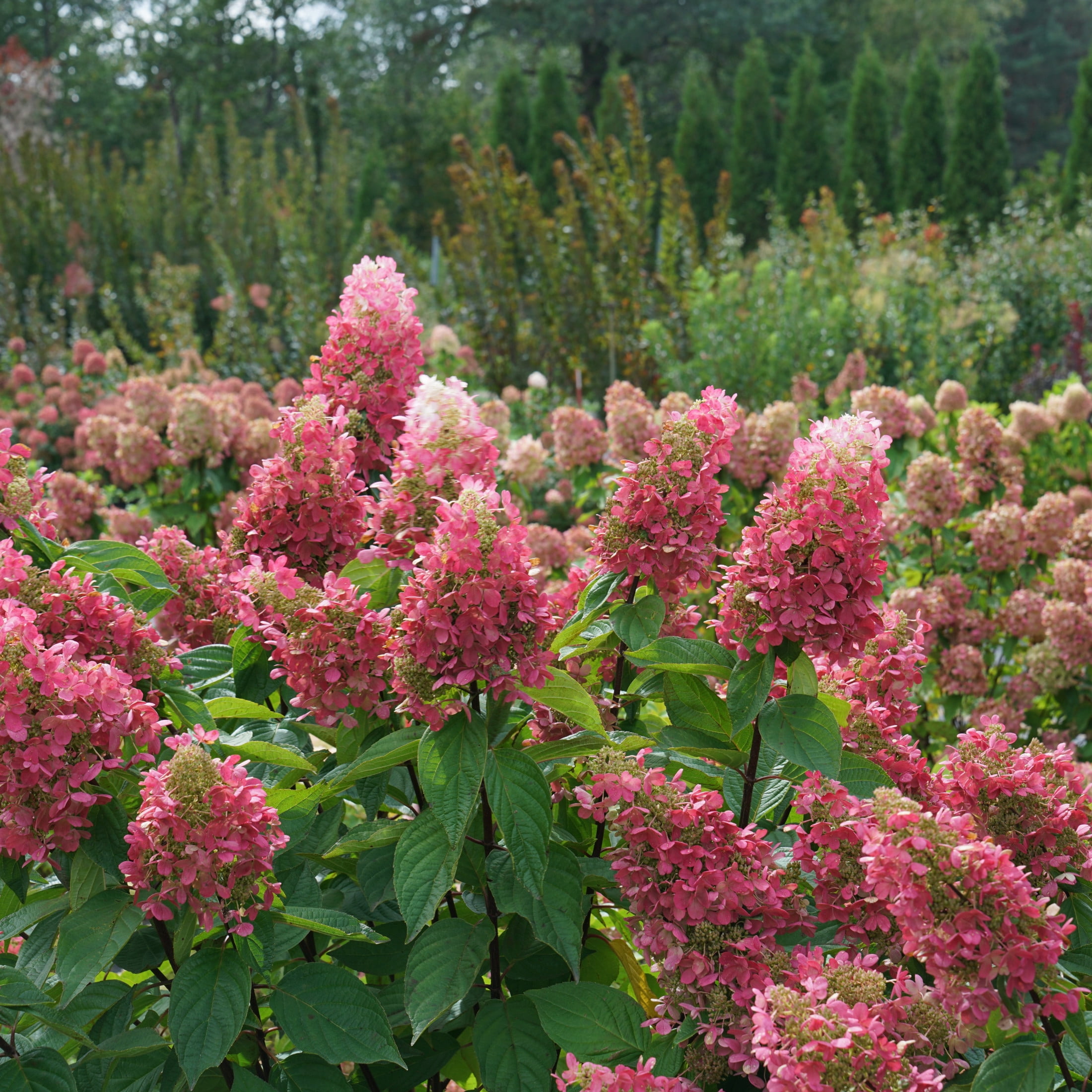 Proven Winners ColorChoice 5" Pinky Winky Prime Panicle Hydrangea Live Plant in 4.5" Pot (4 Count)