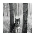 thumbnail image 2 of DOLITY Rideaux Occultants pour Animaux 2 Panneaux pour Tringle/piste - Loup Gris Loup, 2 of 7